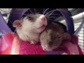 Intense rat bruxing and boggling