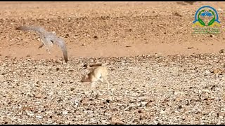 Lanner Falcons hunt a Fennec Fox