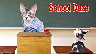 Devon Rex Kitten Goes To School by The Rockstar Cats 281 views 7 months ago 1 minute, 30 seconds