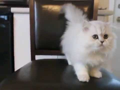 traditional persian kitten