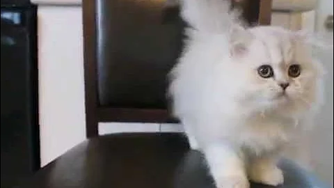 Watch the video about Silver Traditional Persian Kitten (Doll Face)