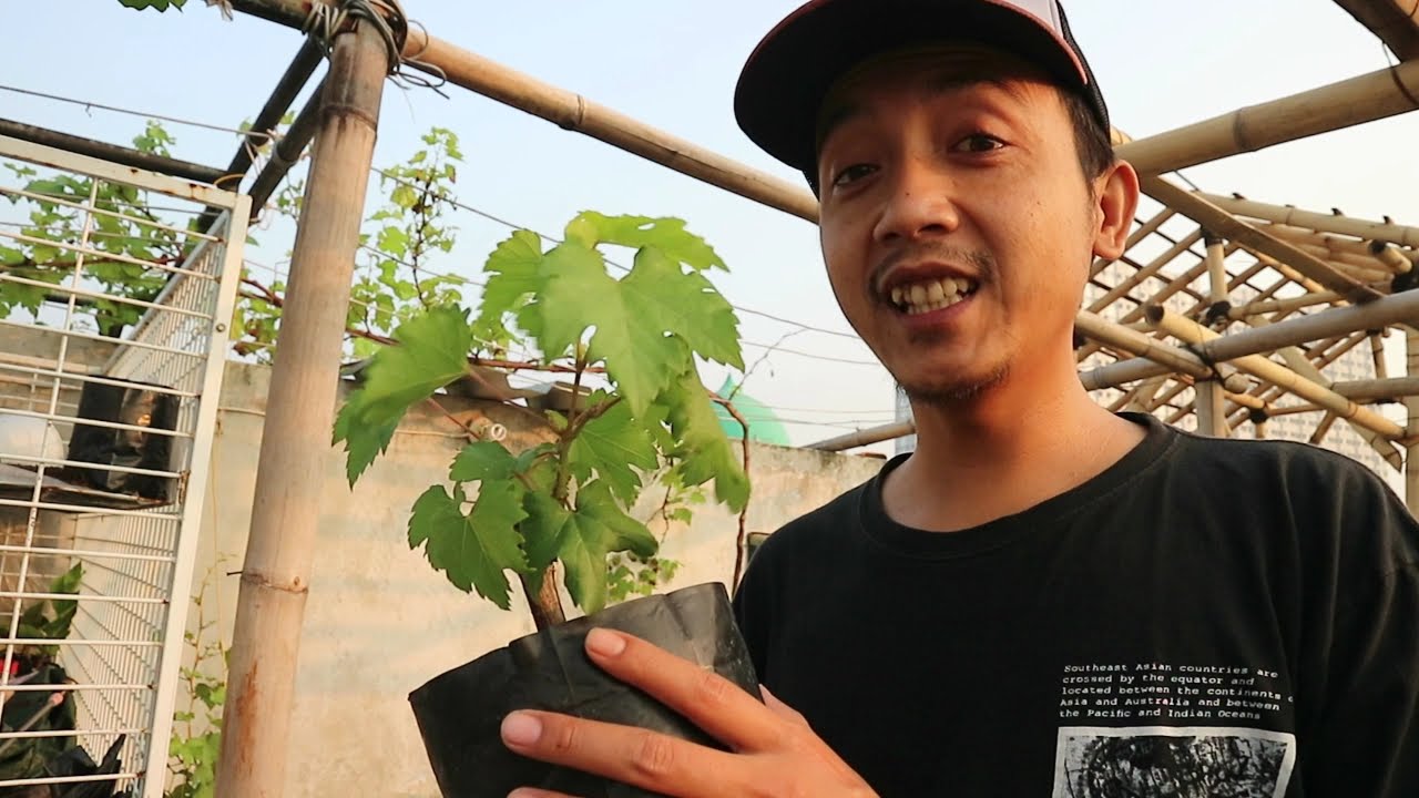 Anggur Ninel Ownroot Episode 01 Pertumbuhan 1 sd 4 Bulan Kebun Rooftop Menanam di pot atap rumah