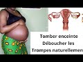Astuces naturelles pour tomber enceinte, déboucher les trompes// Écorces Avocatiers+ Baobab.