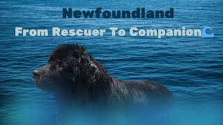 The Newfoundland Adventure: From Water Rescues to Loyal Companions!