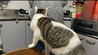 ゆる〜い動画。猫とマグロと住職。
