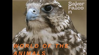 SAKER FALCON – KING OF THE OPEN SKIES