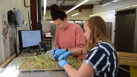 Sand Germination: Soybeans | SoDak Labs, Inc | Seed Testing Lab