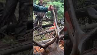6x6 Bull taken on Public Land | Archery Elk Oregon Hunting