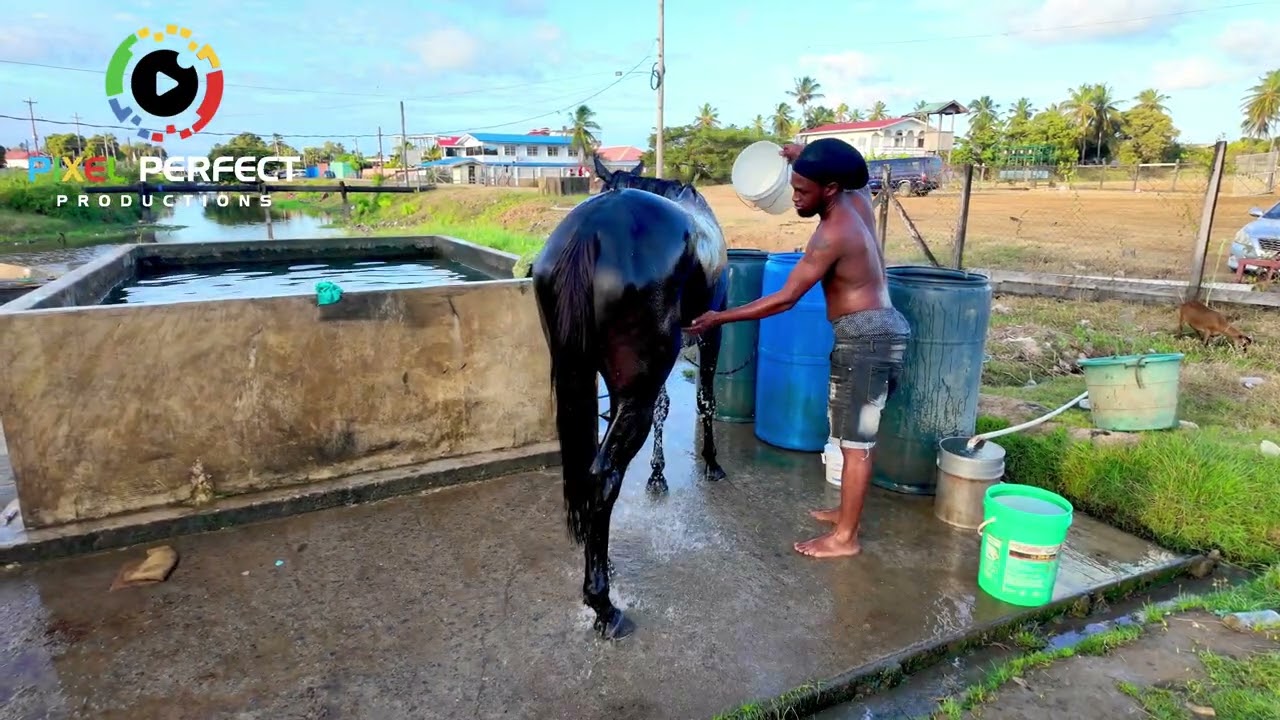 At The Port Mourant Track This Morning