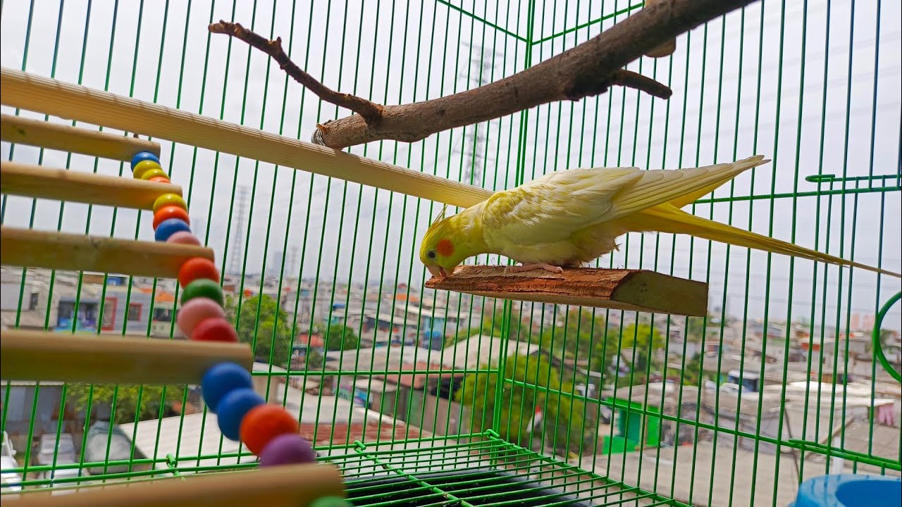 SUARA BURUNG PARKIT AUSTRALIA BETINA MEMANGGIL JANTAN.