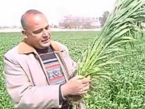 فيديو: ما هو القمح القاسي - كيفية زراعة نباتات القمح القاسي في الحديقة