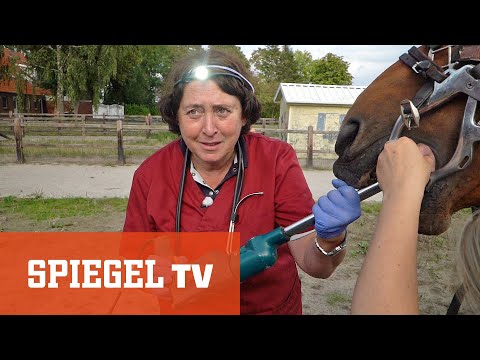 Frau Doktor und das liebe Vieh: Die Tierflüsterin von Ostfriesland | SPIEGEL TV