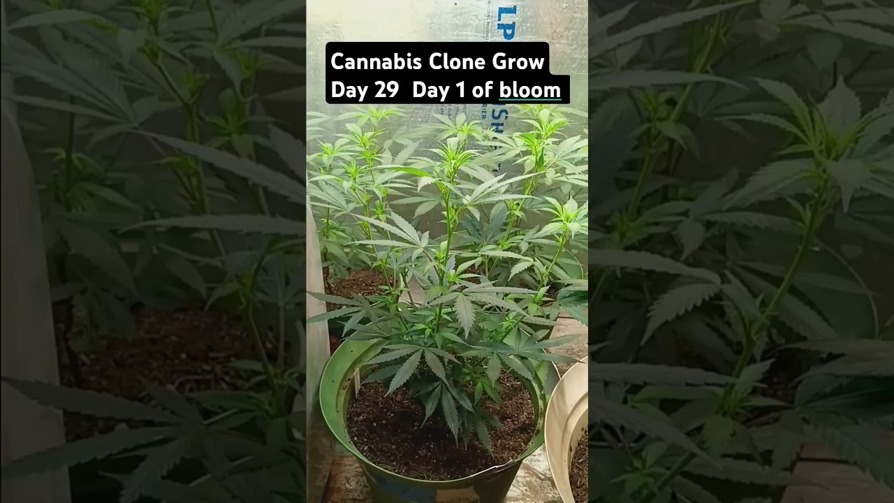 Cannabis Clone Grow Day 29 of the Grow  
