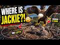 Where Did Jackie Go? Shadow Suddenly Takes Over the Nest… ⚠️🦅