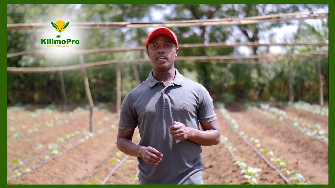 MFUMO WA UMWAGILIAJI 