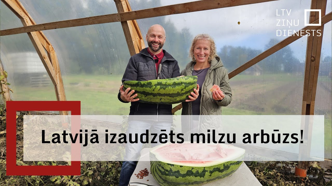 Iecavas pusē izaudzēts, visticamāk, lielākais arbūzs Latvijā
