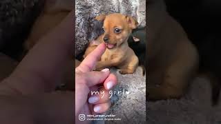 #youtubeshorts #fyp #dog #cutedog #love #lovely #puppy #minpin