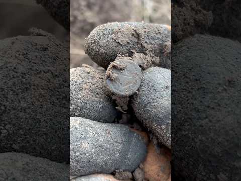 ФАРТ!!🔥ВЫКОПАЛ СТАРИННЫЙ ПЕРСТЕНЬ😱 #серебро #коп #equinox #находка #монета #клад #shorts