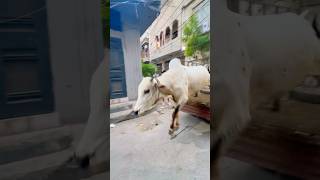 Sab Pets Bhr Agy ytshorts petlover funny bakraeid qurbani shorts camel cow bakra kids