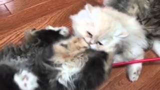 Persian kittens playing - 9 weeks old by NJ family 1,186 views 8 years ago 3 minutes, 25 seconds