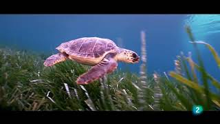 Red Natura 2000 (Biodiversidad de España) - Programa 20 | Documental