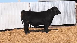 Data Bank x Saras Dream | Data Bank 457M ET - Maine Angus Bull