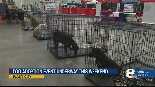 Florida's massive free pet adoption event seeks homes for 5,000 animals