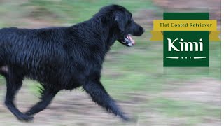 Kimi - Flat Coated Retriever, Our Sunday - Autumn 2021 by Tomas Kypena 1,383 views 2 years ago 2 minutes, 53 seconds