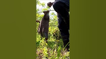 Harvesting cassava part 249 #shorts #farming #cassava #nature  #cassavaroots #cassavafarming