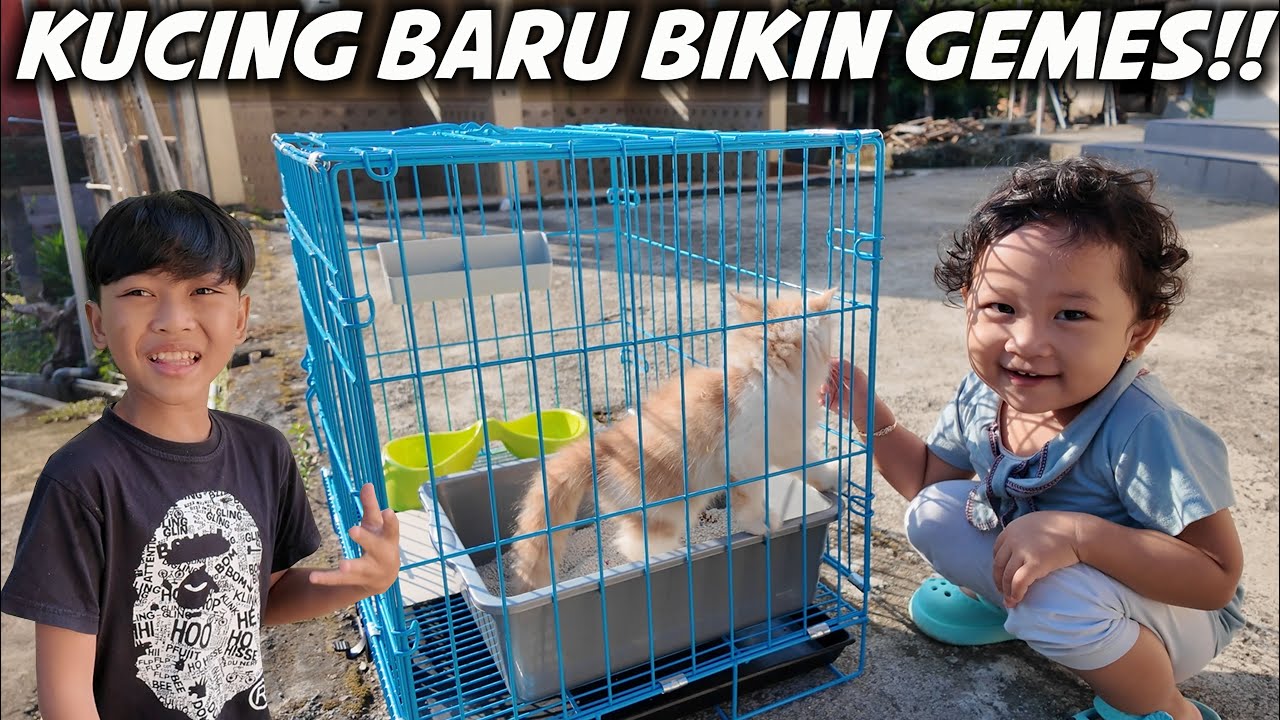 ALASAN KENAPA DIMAS DAN DITDIM FAMILY SENENG KUCING.. - YouTube