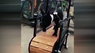 Firepaw Dog Treadmills Promo Video By The Real Penguin