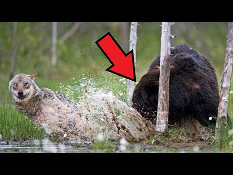 Video: Hva spiser en brunbjørn i naturen og hvor bor den?