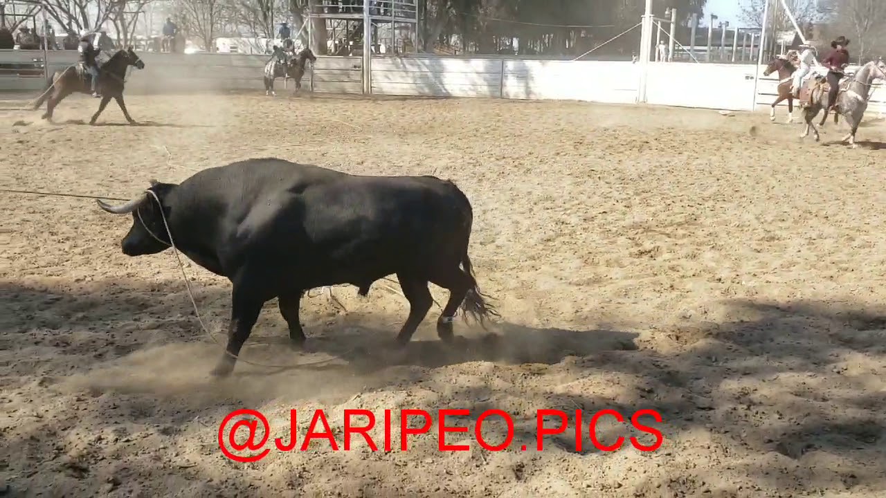 JARIPEO EN BAKERSFIELD, CA YouTube