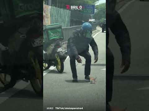 Tuai pujian, aksi heroik driver ojol selamatkan anak kucing yang berkeliaran di jalan raya