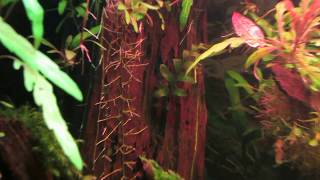 Аквариумное растение папоротник Crpidomanes auriculatum. Кормим криветок.к Аквариумное растение папоротник Crpidomanes auriculatum. Кормим криветок.к