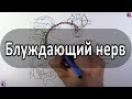 Блуждающий нерв - nervus vagus (вагус) - meduniver.com