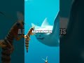 Underwater Atlas A Diver's Global Reef Odyssey