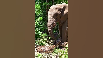 Giant python is wrapping itself around an elephant#Elephant  #GiantPython#Wildlife #shortvideo#Snake