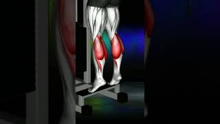 Exploring the Standing Calf Raise: A Solid Calves Exercise