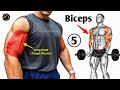 “ONLY 5 Exercises for Bicep Peak 💪 (Long Head Workout)”