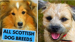 All Scottish Dog Breeds List