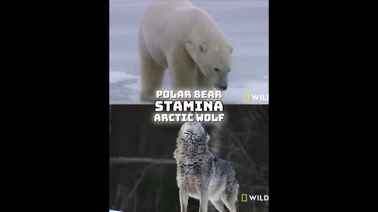 Polar Bear vs Arctic Wolf 