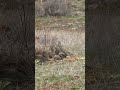 PartridgeTV (12 short) Partridge Keklik Kew الحجل  鹧鸪 Rebhuhn куропатка Perdiz Chukar