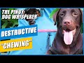 Pinoy Dog Whisperer gives tips on destructive chewing in dogs