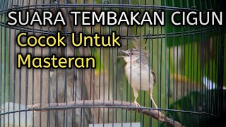 MASTERAN CIGUN GACOR NEMBAK CEPAT MASUK KE BURUNG KICAU LAIN 