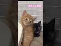 Then vs Now｜猫の赤ちゃん時代と今　#shorts #cat #ねこ　#サビ猫　#茶トラ