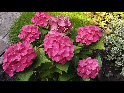 Моя любимая дача Гортензии метельчатые Лаванда Гортензии крупнолистные Розы Лилии Лилейники