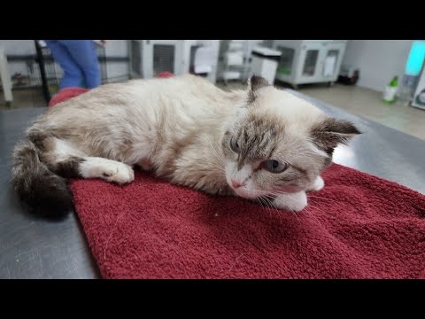 🔴Кошка Фима после операции на кишечнике Удаление лимфомы