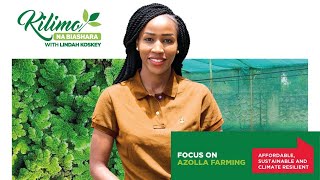 From Pond to Profit; Unlocking the Potential of Azolla Farming | Kilimo na Biashara