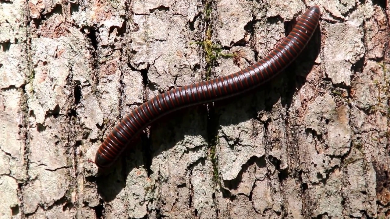 North American millipede at Paradise-Price Preserve, Pa.